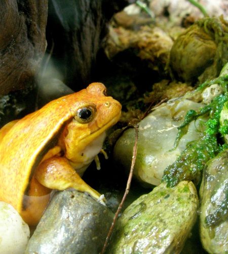 Are Tomato Frogs Poisonous to Humans? Exploring the Facts