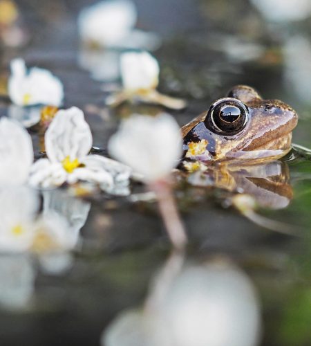 Can Tomato Frogs Live with Other Frogs? A Compatibility Guide