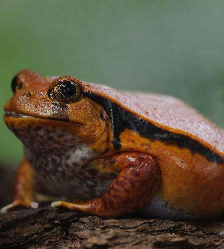 Common Reasons Behind the Death of Tomato Frogs