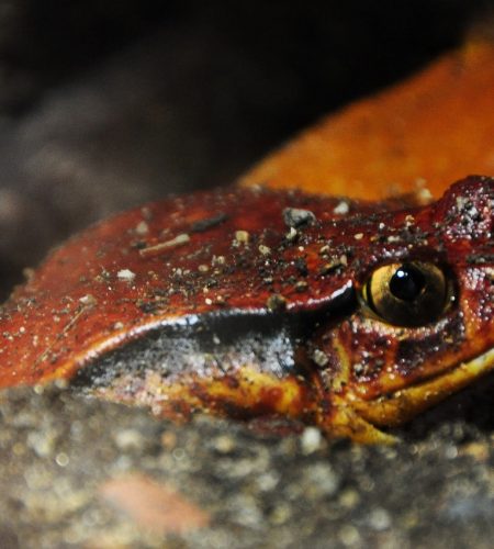 The Native Habitat of Tomato Frogs: Exploring their Natural Range