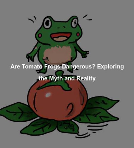 Are Tomato Frogs Dangerous? Exploring the Myth and Reality