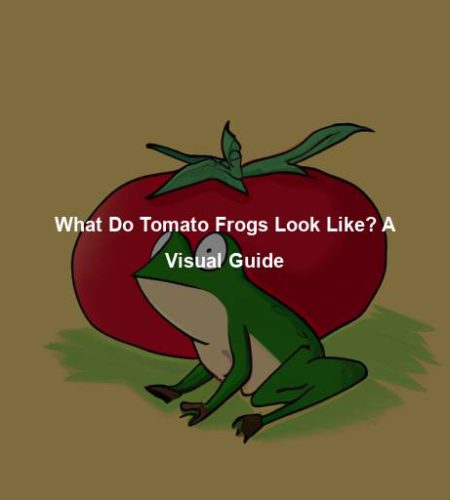 What Do Tomato Frogs Look Like? A Visual Guide