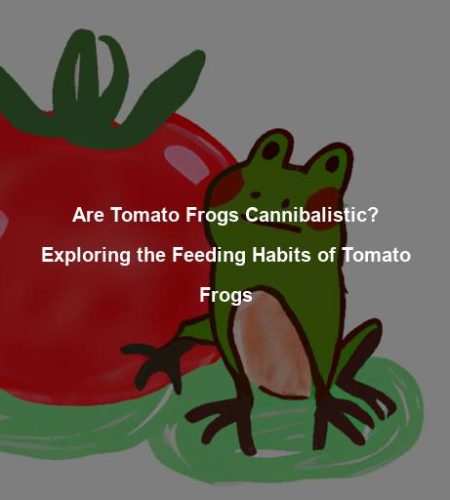 Are Tomato Frogs Cannibalistic? Exploring the Feeding Habits of Tomato Frogs