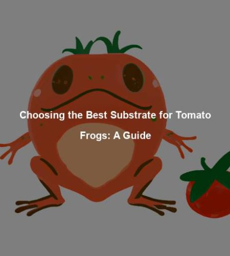 Choosing the Best Substrate for Tomato Frogs: A Guide