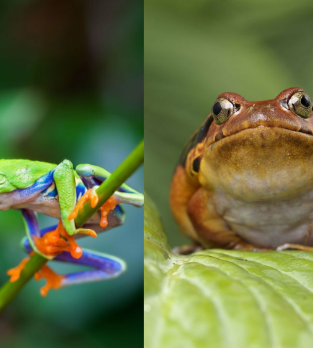 Can Tomato Frogs Live with Tree Frogs? Find Out Here!