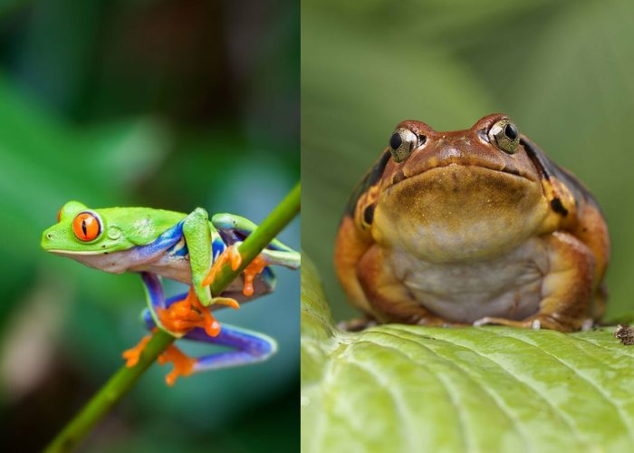 can tomato frogs and tree frogs live together?