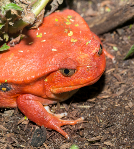 Why Do Tomato Frogs Puff Up?