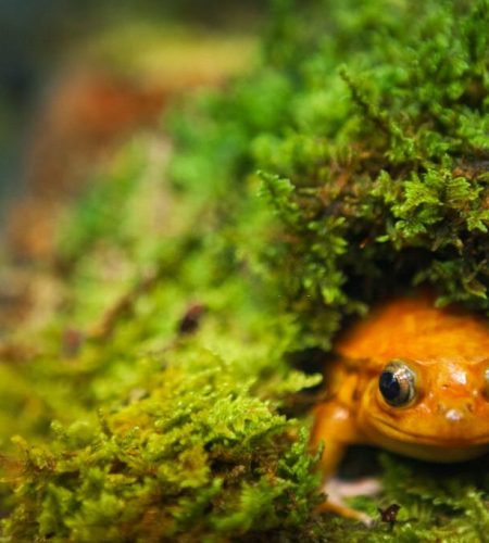 Cohabiting Tomato Frogs: The Pros and Cons
