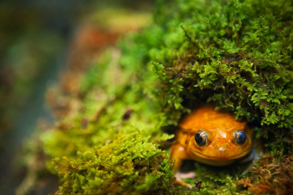 tomato frog hiding