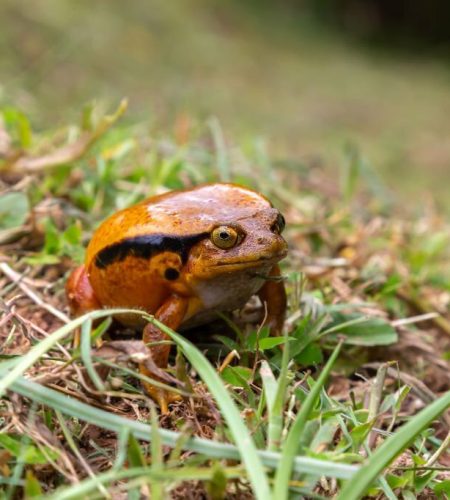 Tomato Frog Reproduction: A Complete Guide