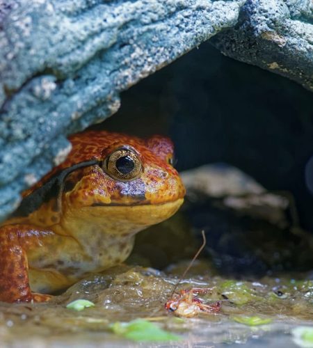 The Ultimate Guide to Taking Care of Tomato Frogs