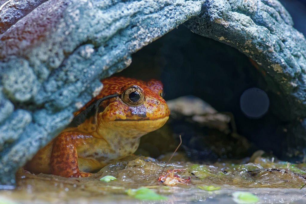 tomato frog at home