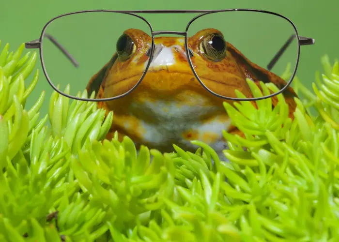 Are tomato frogs smart