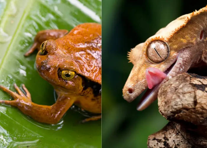 can tomato frogs live with crested geckos