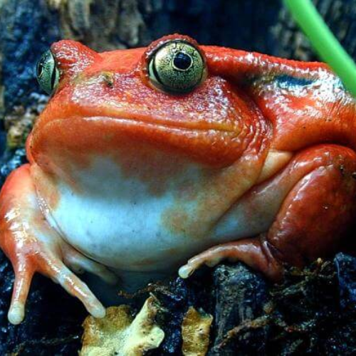 angry tomato frog