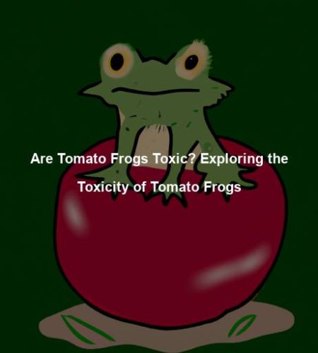 Are Tomato Frogs Toxic? Exploring the Toxicity of Tomato Frogs