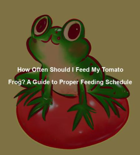 How Often Should I Feed My Tomato Frog? A Guide to Proper Feeding Schedule