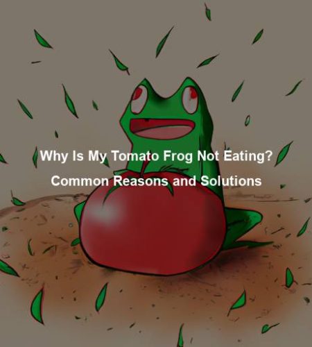 Why Is My Tomato Frog Not Eating? Common Reasons and Solutions