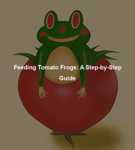 Feeding Tomato Frogs: A Step-by-Step Guide