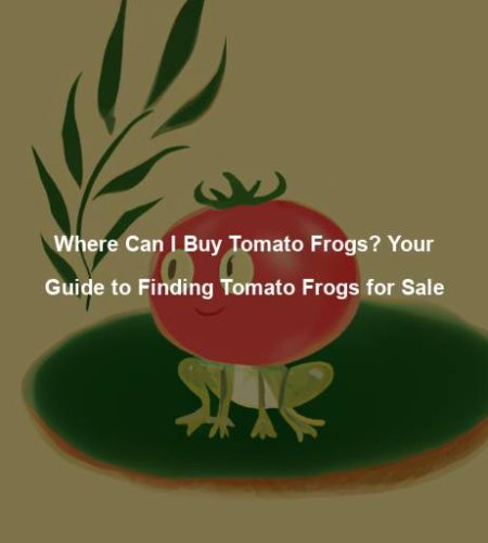 Where Can I Buy Tomato Frogs? Your Guide to Finding Tomato Frogs for Sale