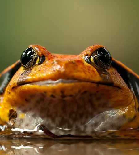 Are Tomato Frogs Good for Beginners? A Complete Guide